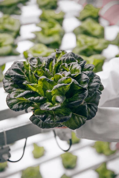 Зеленый салат, выращиваемый в теплице — стоковое фото