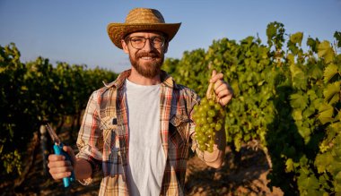 Üzüm bağında yeşil üzüm toplayan çiftçi