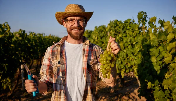 Agricultor coleta de uvas verdes na vinha — Fotografia de Stock