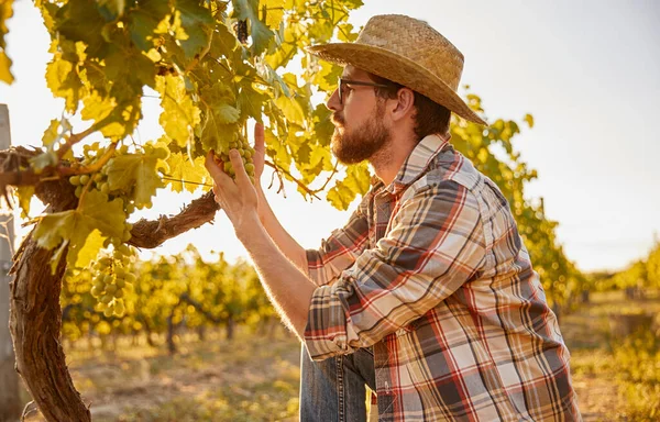 Człowiek rolnik zbiera winnice — Zdjęcie stockowe