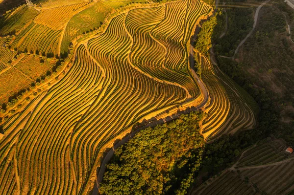 Paisagem dos campos de uvas ao pôr-do-sol — Fotografia de Stock