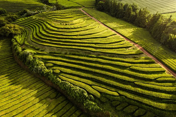 Caminho na plantação de chá verde — Fotografia de Stock
