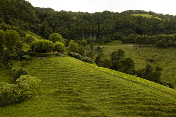 Campos verdes e árvores verdes na colina — Fotografia de Stock