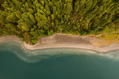 Sakin denizin kıyısındaki yeşil orman