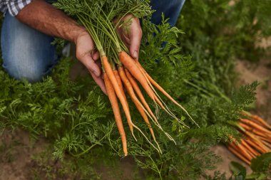 Bahçede havuç yetiştiren çiftçi