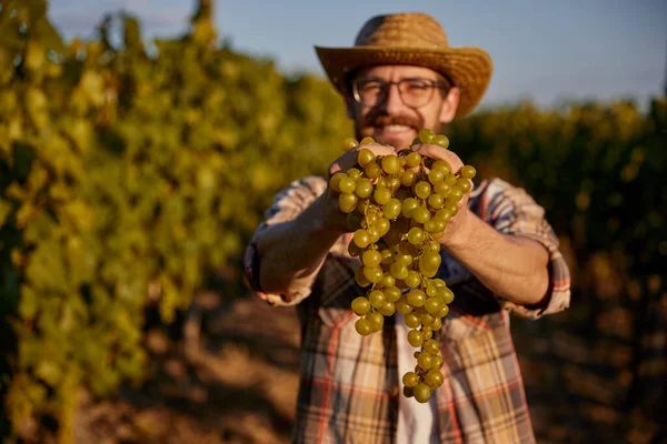 Agricultor alegre com cacho em uvas na vinha — Fotografia de Stock