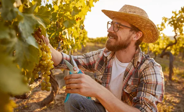 Winemaker picking grapes in vineyard — Stock Photo, Image