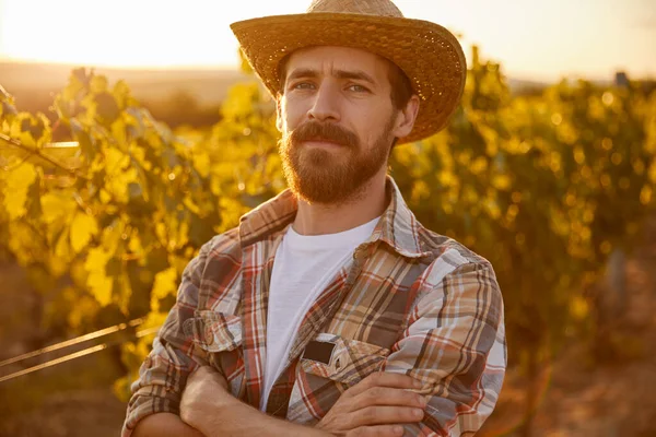 Serious farmer in vineyard in evening — Stock Photo, Image