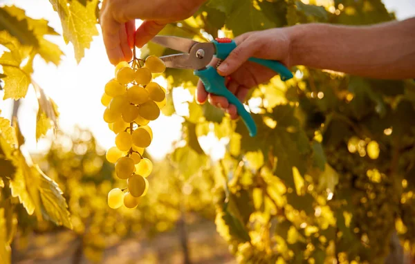 Hodowca roślin uprawnych wycinający winogrona z winorośli — Zdjęcie stockowe