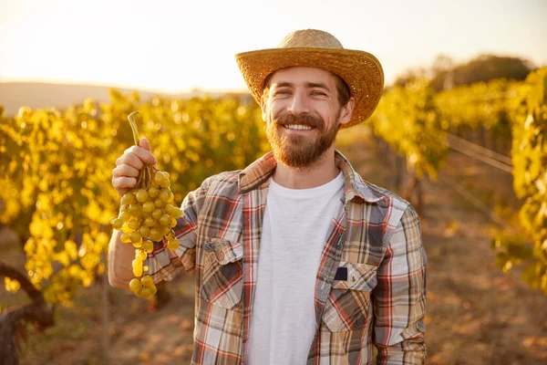 Hombre feliz con racimo de uva en el viñedo —  Fotos de Stock