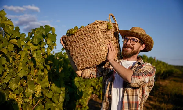 Jardineiro barbudo que vindima uvas em vinha — Fotografia de Stock