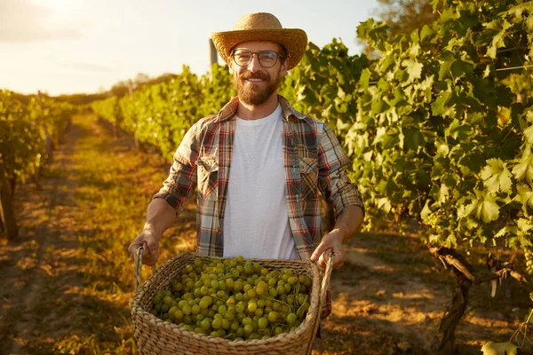 Чоловічий фермер з кошиком винограду — стокове фото