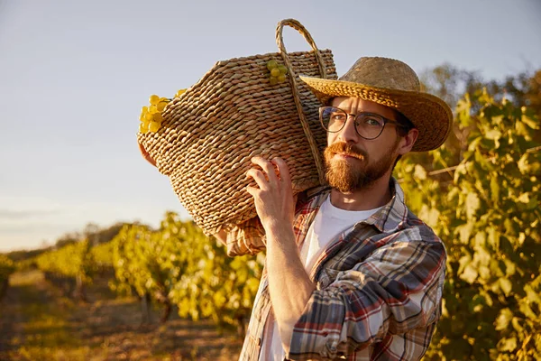 Agricultor com cesto cheio de uvas em vinha — Fotografia de Stock
