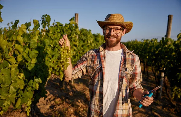 Agricultor alegre colhendo uva na vinha — Fotografia de Stock