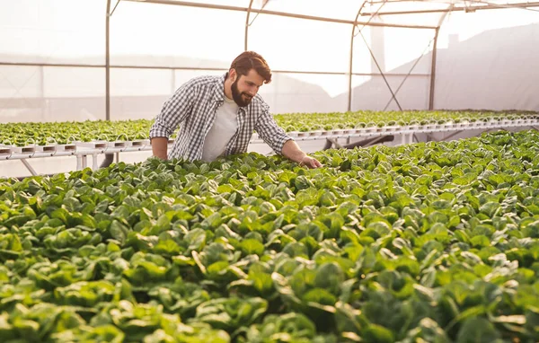 온실에서 식물을 돌보는 농부들 — 스톡 사진