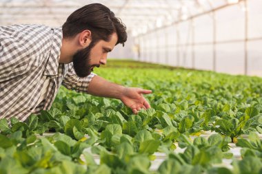 Çiftçi serada marul yetiştiriyor.