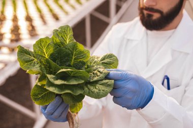 Ekin erkek botanikçisi serada taze marul arıyor.