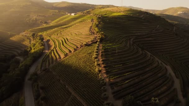 Drone uitzicht op de wijnterrassen in de Douro vallei — Stockvideo