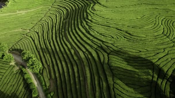 Green tea fields in Azores Island — Stockvideo