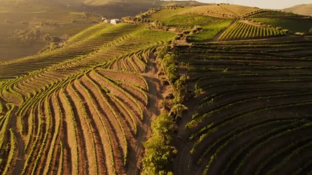 Colline con vigneti in campagna — Video Stock