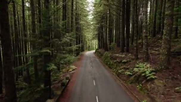 Δάσος πεύκων με στενό δρόμο — Αρχείο Βίντεο