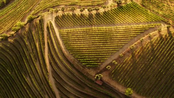 Drone shot van wijngaard terrassen van Douro Valley — Stockvideo
