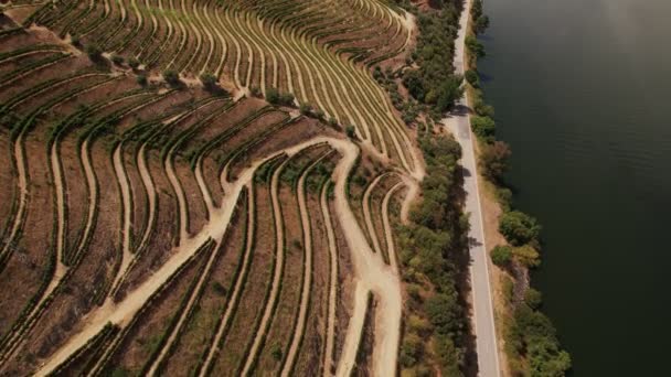 Douro heuvels bedekt met wijngaarden, Portugal, Europa. — Stockvideo