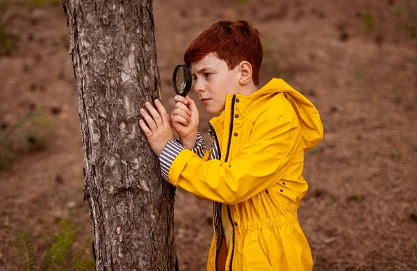 Nyfiken pojke med förstoringsglas utforska träd i skogen — Stockfoto
