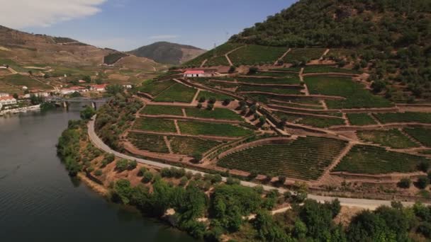 Vinfält i Pinhao stad, Portugal — Stockvideo