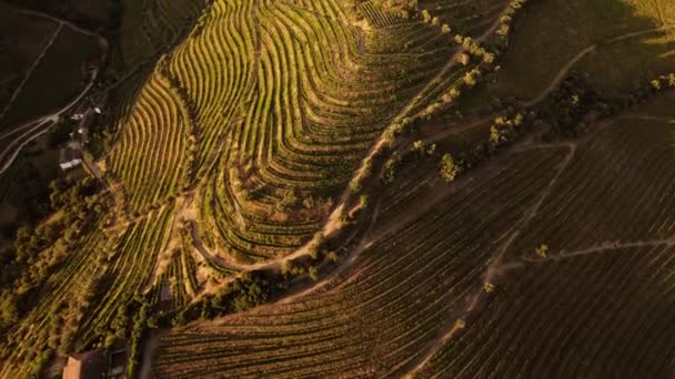 Widok z lotu ptaka na zakrzywione plantacje winogron o zachodzie słońca — Wideo stockowe