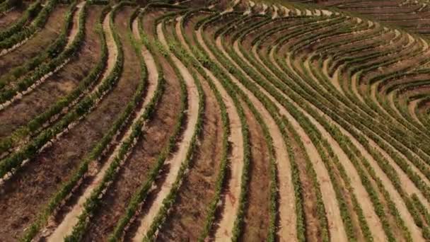 Gebogen wijngaarden van Douro Valley, Portugal — Stockvideo