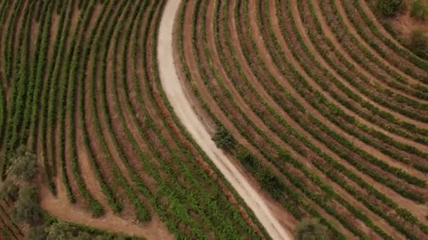 Aerial van wijngaarden in Douro Valley — Stockvideo