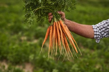 Tanımlanamayan çiftçi taze havuç gösteriyor.