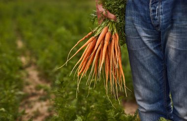 Taze havuçlu bir bahçıvan.