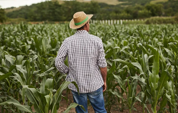 Unrecognizable man admiring tropical plantation in farm — Stock Photo, Image