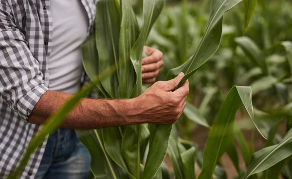 Agricultor de culturas verificando folhas de milho — Fotografia de Stock