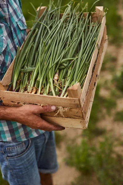 Köyde soğan hasadı olan çiftçi.