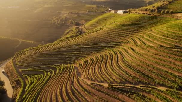 Vigneti terrazzati nella Valle del Douro in Portogallo. — Video Stock