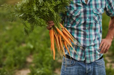 Bahçıvan taze havuç gösteriyor.