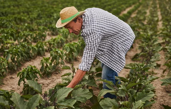 Agricultor recogiendo verduras en el campo agrícola —  Fotos de Stock