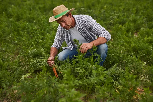 Farmář sbírá mrkev na poli — Stock fotografie