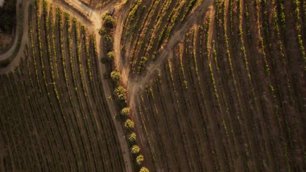 Gebogen rijen wijngaarden, close-up drone-view — Stockvideo