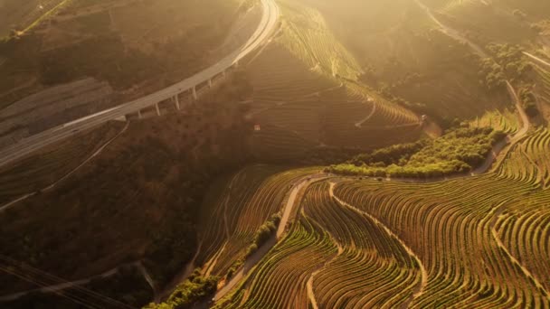 Vigneti nei pressi dell'autostrada in Valle del Douro — Video Stock