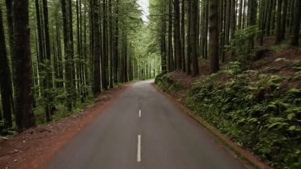 Hutan pohon pinus dengan jalan sempit — Stok Video
