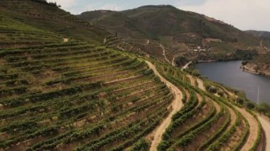 Douro tepeleri bağlarla kaplı, Portekiz, Avrupa. 