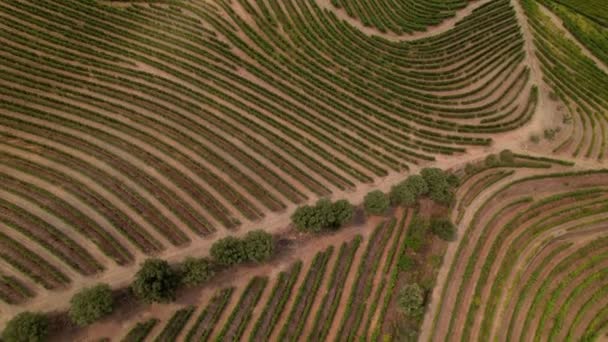 Flygfoto av vingårdar i Dourodalen — Stockvideo