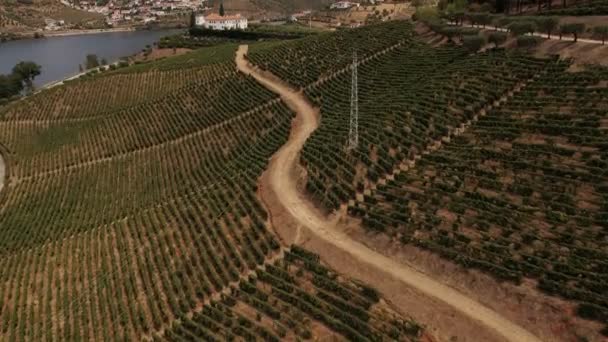 Prachtige landelijke weg tussen wijngaard druivenvelden — Stockvideo