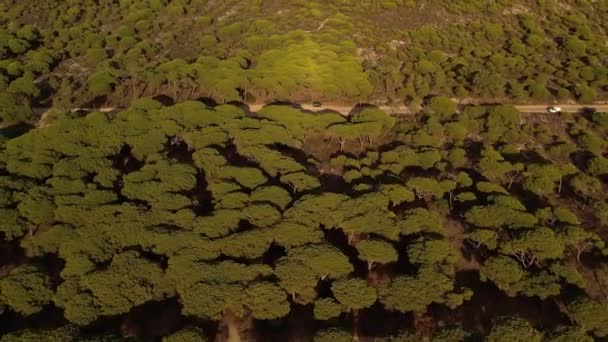 Volando sobre el bosque de Setúbal, Portugal — Vídeo de stock