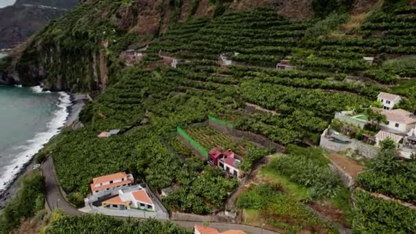 Плантації бананових дерев на острові Мадейра. — стокове відео