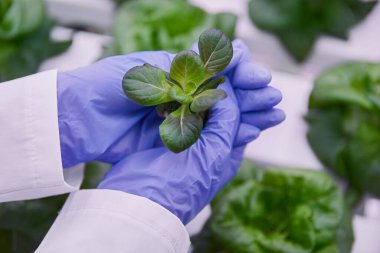 Marul tohumu eken bilim adamı.